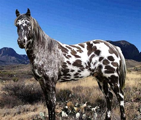 Pin by Branimir Sokačić on horses | Horses, Appaloosa horses, Beautiful ...