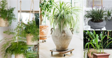 11 Best Indoor Grass Plants You Can Grow As Houseplants | Balcony ...