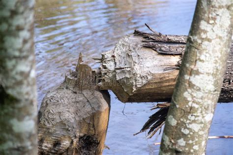 North American Beaver Castor Canadensis Chopped Down Tree Into Pond ...