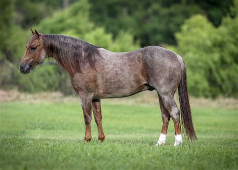 Metallic Cat stallion with $172,000+ in earnings!