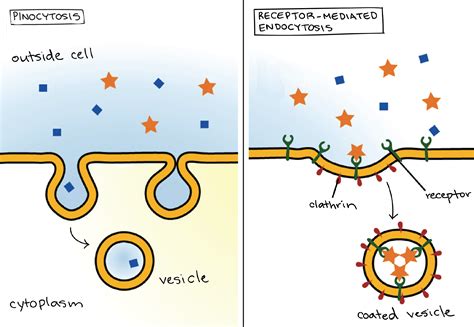 Pinocytosis (literally, “cell drinking”) is a form of endocytosis. And RME | Biology college ...