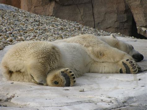 Free photo: Sleeping, Polar Bear, Sleep, Nap - Free Image on Pixabay - 1070610