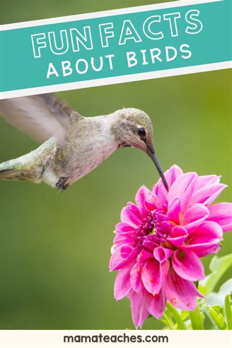 Fun Facts About Birds - Mama Teaches