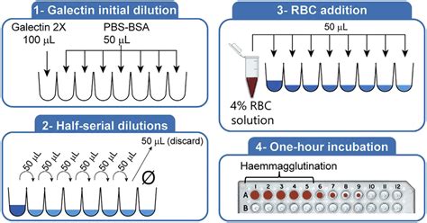 Step-by-Step Scheme of the Hemagglutination Assay RBC, red blood cells.... | Download Scientific ...