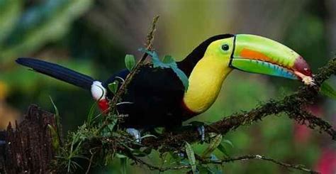 Tropical Rainforest Animals and Plants with Pictures and Names | Costa rica travel guide ...