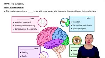 Primary Motor Cortex & Primary Somatosensory Cortex | Channels for Pearson+