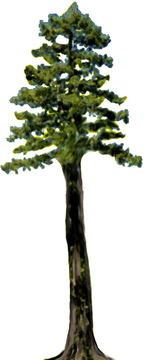 Tall tree clipart 20 free Cliparts | Download images on Clipground 2024