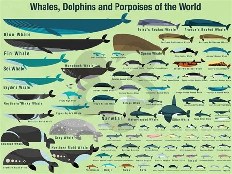 Whales, Dolphins and Porpoises of the World, Science Canvas Wall Art | Oopsy daisy | Porpoise ...