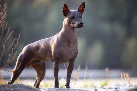 Xoloitzcuintle: Sobreviviente de dos mil años de edad - Primero Editores