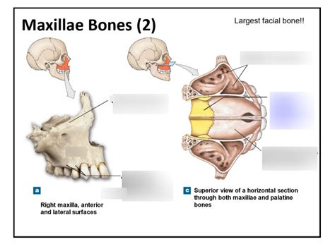 Maxillae bones Diagram | Quizlet