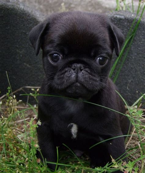 448 best Black Pug Puppies images on Pinterest | Black pug puppies, Black pug puppy and Baby pugs