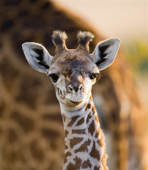 Giraffe (Kenya) stock image. Image of lean, africa, mammal - 4295827