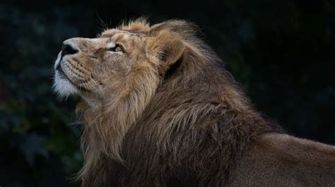 León: ¿cómo es el rey de la sabana y cuáles son sus características?