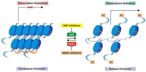 Histone Deacetylase Inhibitors SpringerLink, 51% OFF