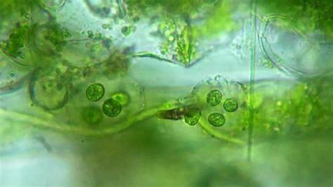 Seaweed Algae Vaucheria Under Microscope Magnification Stock Footage Video (100% Royalty-free ...