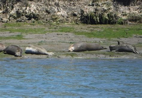 Kayaking Elkhorn Slough - Take the Classroom Outside