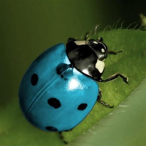 Blue ladybug. Visit our newest ladybug video here: https://youtu.be/e-FCVldDhQI #ladybugs # ...