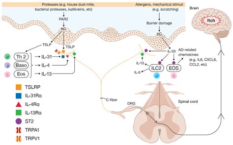 Diagnostics | Free Full-Text | The Pathology of Type 2 Inflammation-Associated Itch in Atopic ...