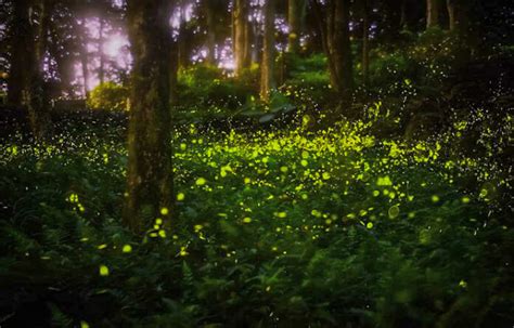 SC's Congaree Firefly Lottery Just Opened - Once-in-a-Lifetime ...