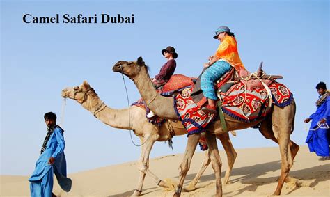 Camel Safari in Dubai - Top Camel Ride in Dubai Desert