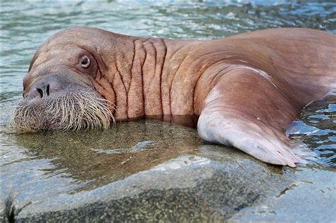 Walrus 'Hug' Kills 2 at Wildlife Park