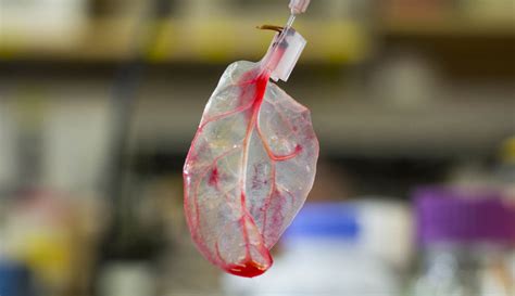 WPI Team Grows Heart Tissue on Spinach Leaves