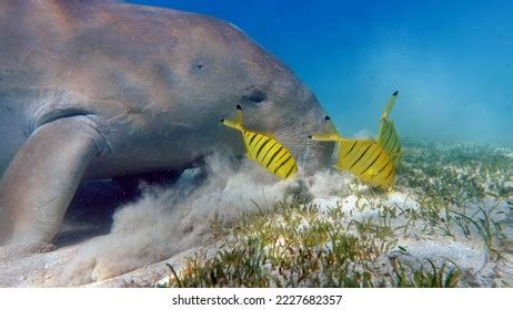 337 Baby Dugong Royalty-Free Images, Stock Photos & Pictures | Shutterstock