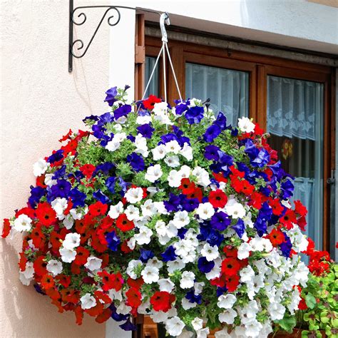 Hanging Flower Baskets | ... Mix Hanging Baskets in Red, White & Blue Surfinia Petunias Flower ...