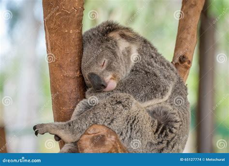 Sleeping Koala Bear stock photo. Image of sleeping, tree - 65127774