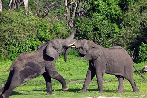 Elephants fighting stock image. Image of africa, fight - 554149