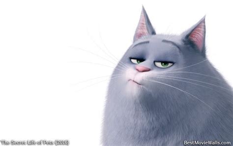 #Chloe is not impressed in this #wallpaper from the #SecretLifeofPets ...