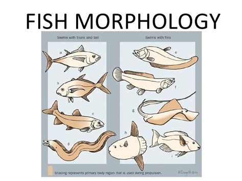 Fish morphology powerpoint