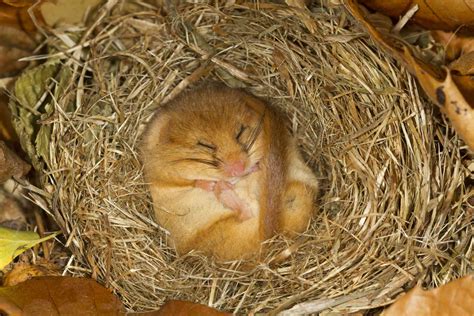 10 Facts About Dormice