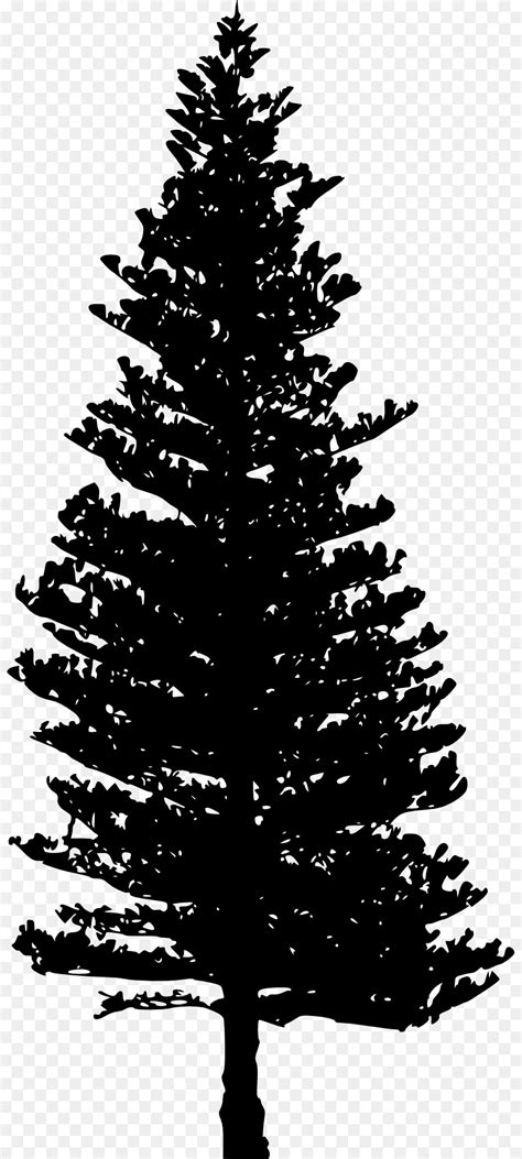 Black pine Tree Pinus contorta - Tree PNG Silhouette Clip Art Image png ...