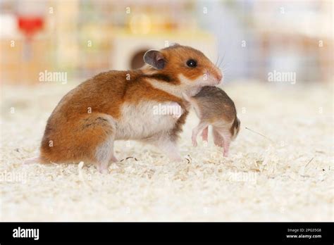 Pet Golden hamster. A mother picks up her baby to bring it back to the ...