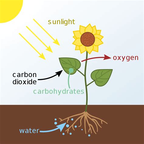 Photosynthesis Diagram: From Beginning To End | Science Trends