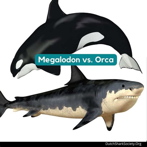 Carcharodon Megalodon Size Comparison