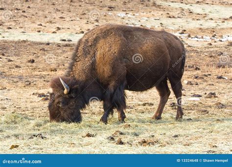 American bison stock photo. Image of travel, colorado - 13324648