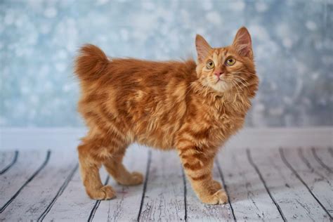 10 Cat Breeds That Are Rare to Find