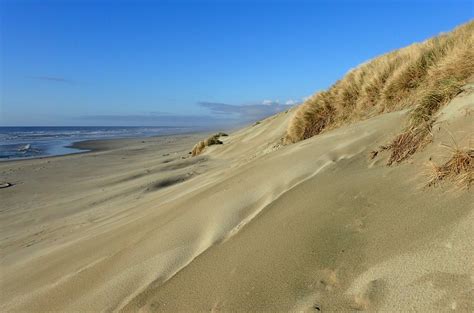 In a twist, beach grass could make dunes more vulnerable to storms | Science | AAAS