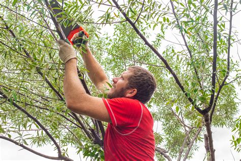 DIY Tree Removal: 6 Reasons to Avoid Felling Trees Yourself