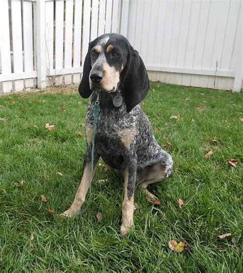 Bluetick Coonhound Info, Temperament, Puppies, Pictures