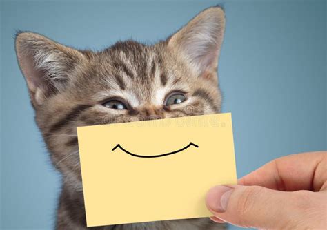 Happy Cat Closeup Portrait with Funny Smile on Cardboard Stock Photo ...