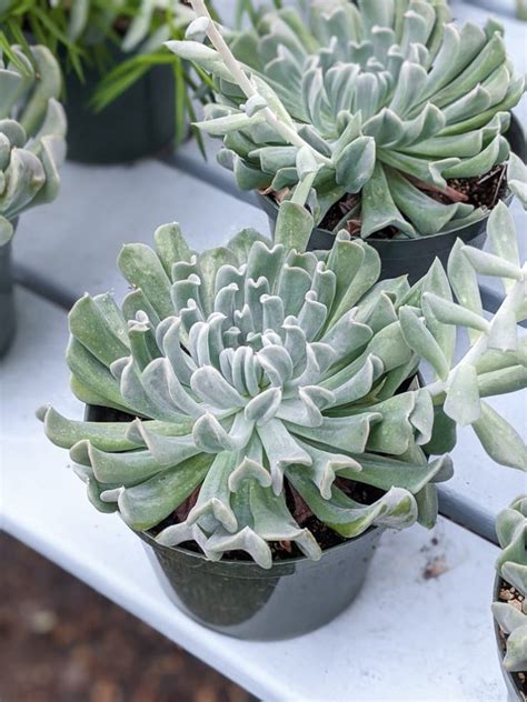 Echeveria Care: How to Care for Echeveria Succulents Indoors!