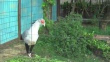 Secretarybird - Wikipedia