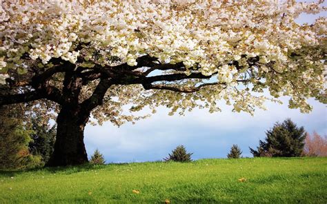 Tổng hợp 600 Desktop backgrounds early spring Cực đẹp, tuyệt vời