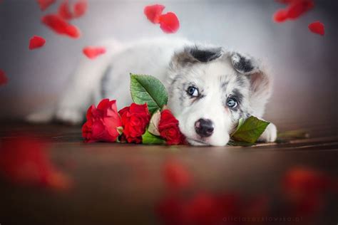 Valentine's Puppy | Valentines day dog, Puppy valentines, Puppy photos