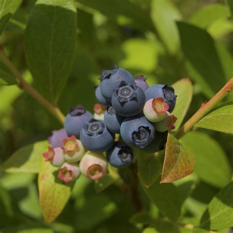 Blueberry Fields Forever at Bleuet Hill Farm - Natural Contents