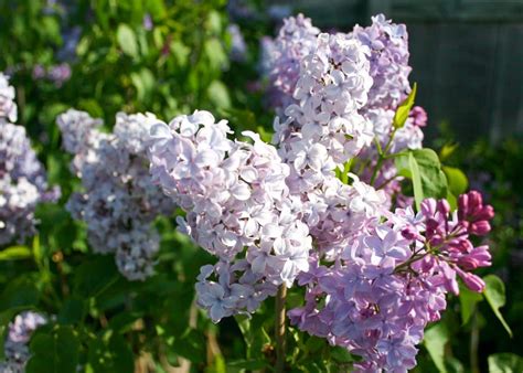 Lilac Blue Skies - Tree Top Nursery & Landscape Inc.