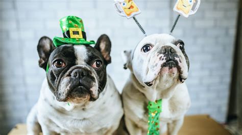 7 St. Patrick's Day Outfits For Your Dog, Because They're All The Luck ...